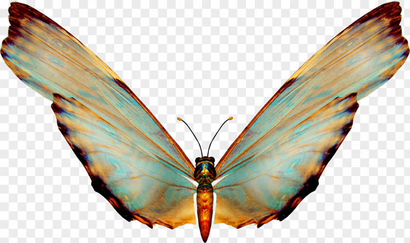Butterfly Insect Clip Art PNG