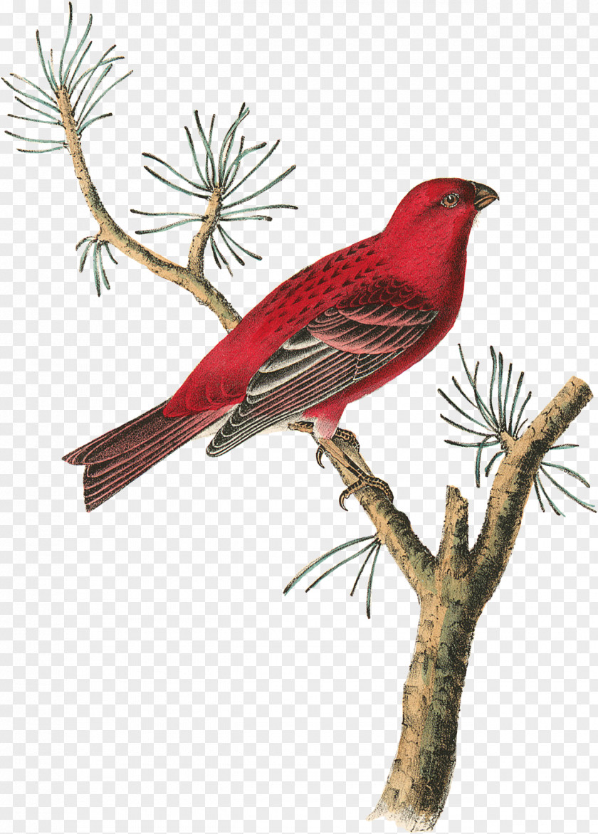 Red Pine Oil Finches The Birds Of America Beak Common Chaffinch Cuckoos PNG