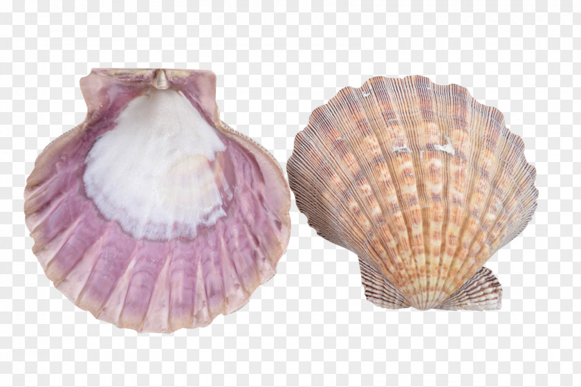 Seashell Clam Cockle Scallop Mussel PNG
