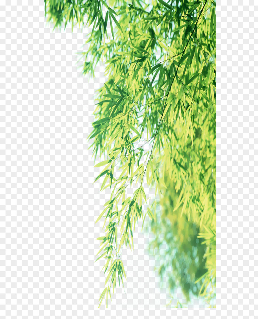Willow Leaves Weeping Leaf Branch PNG