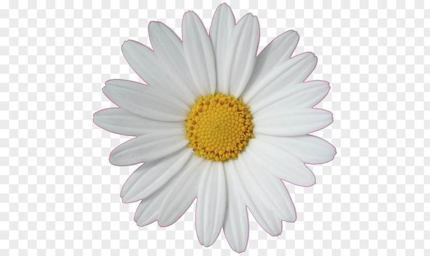 3d Affixed Mural Common Daisy Chain Family PNG
