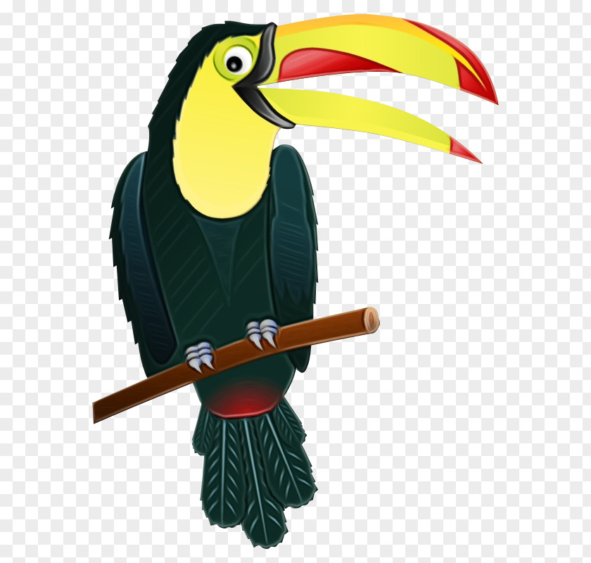 Coraciiformes Piciformes Toucan Bird Beak Hornbill PNG