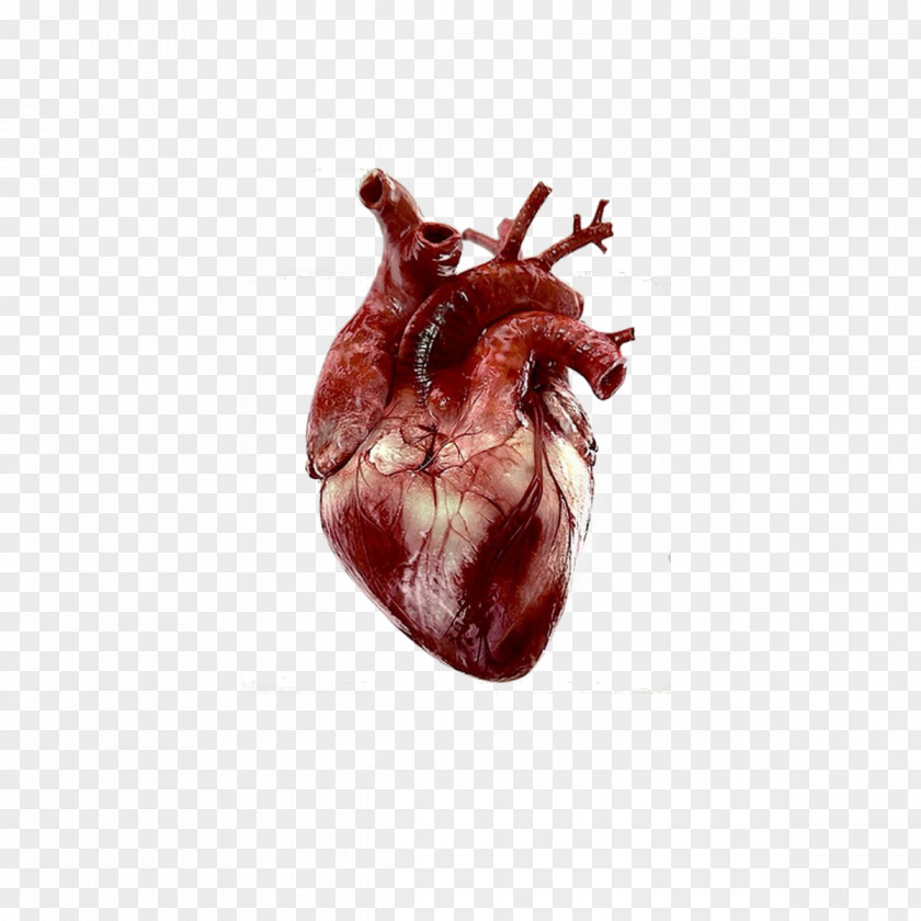 Kidney Heart Anatomy Drawing Clip Art PNG