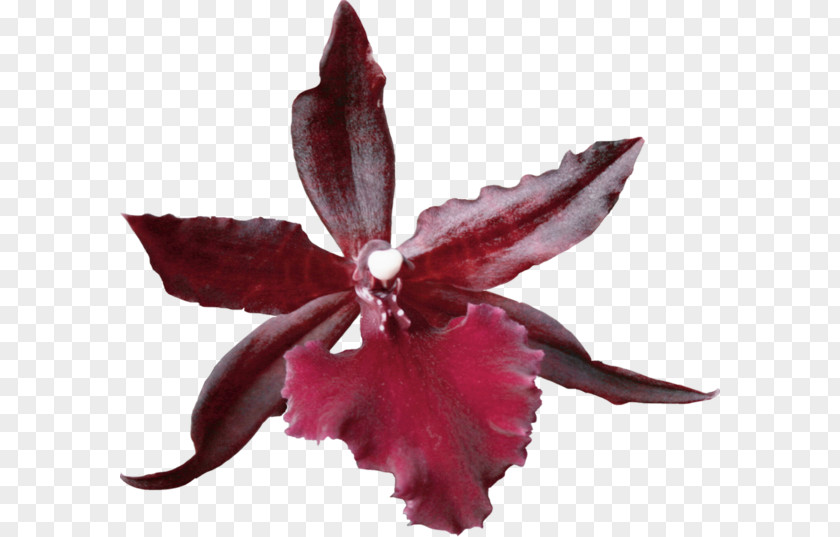 Natural Pressed Flower Craft Petal Plant PNG