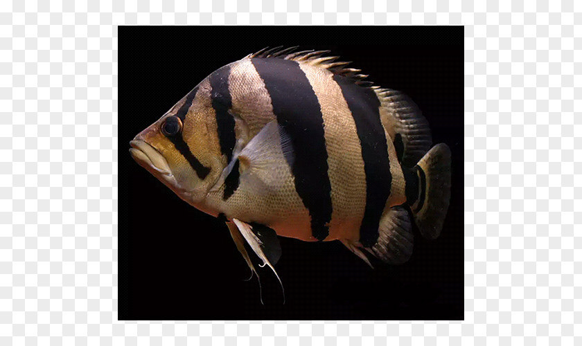 Tiger Siamese Tigerfish Datnioides Microlepis PNG