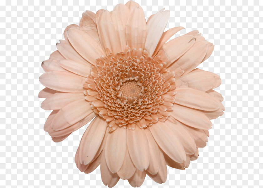 Transvaal Daisy Cut Flowers Petal Peach PNG