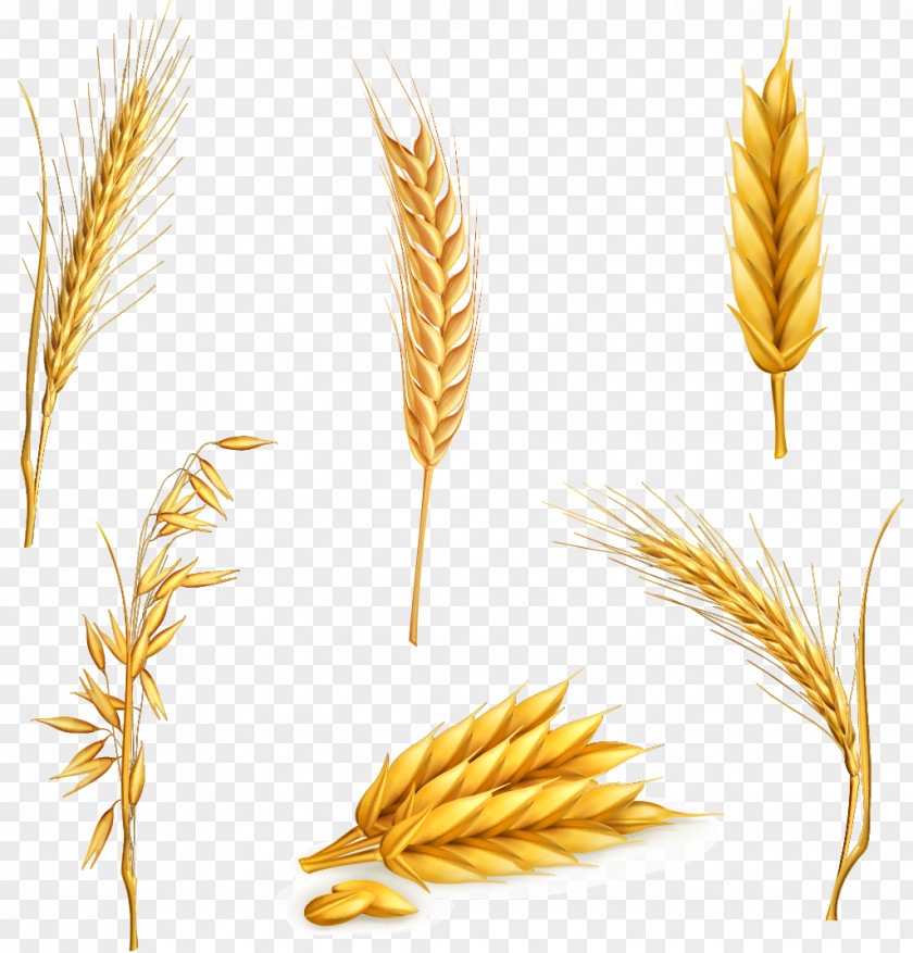 Vector Six Kinds Of Wheat PNG