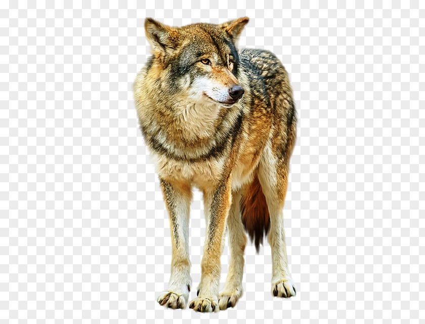 Alaskan Tundra Wolf Coyote Saarloos Wolfdog Dhole Red PNG
