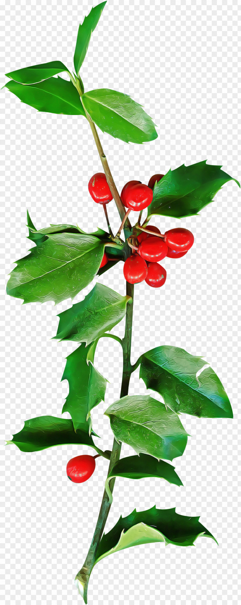 Christmas Holly Ilex PNG