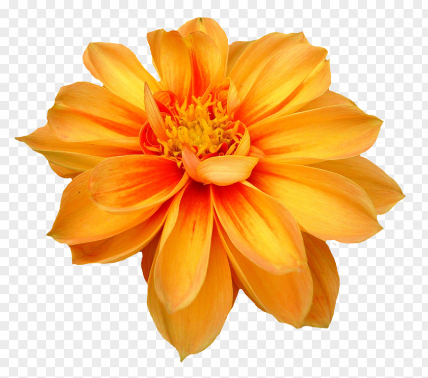 Dahlia Flower Clip Art PNG