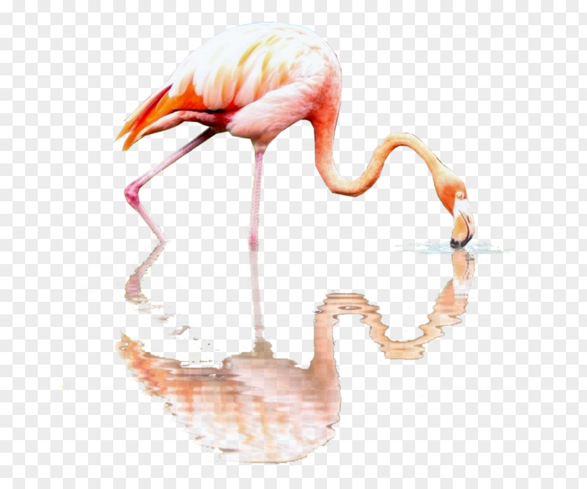Flamingos RGB Color Model Beak PNG