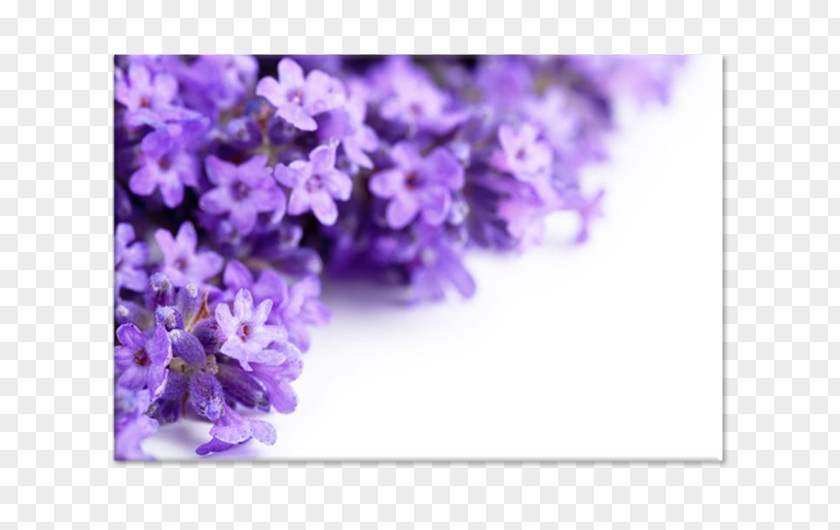 Flower Lavender Stock Photography Royalty-free PNG