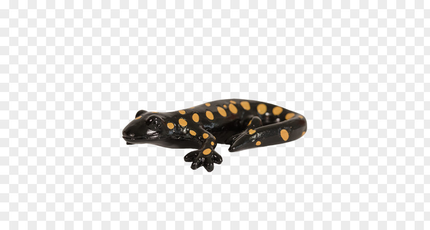Salamander California Tiger Newt Western PNG