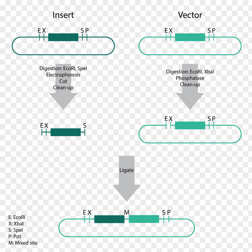 Spin Column Dna Extraction Sticky And Blunt Ends The Polymerase Chain Reaction DNA PNG