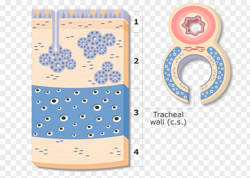 Trachealis Muscle Human Anatomy Mucous Membrane PNG