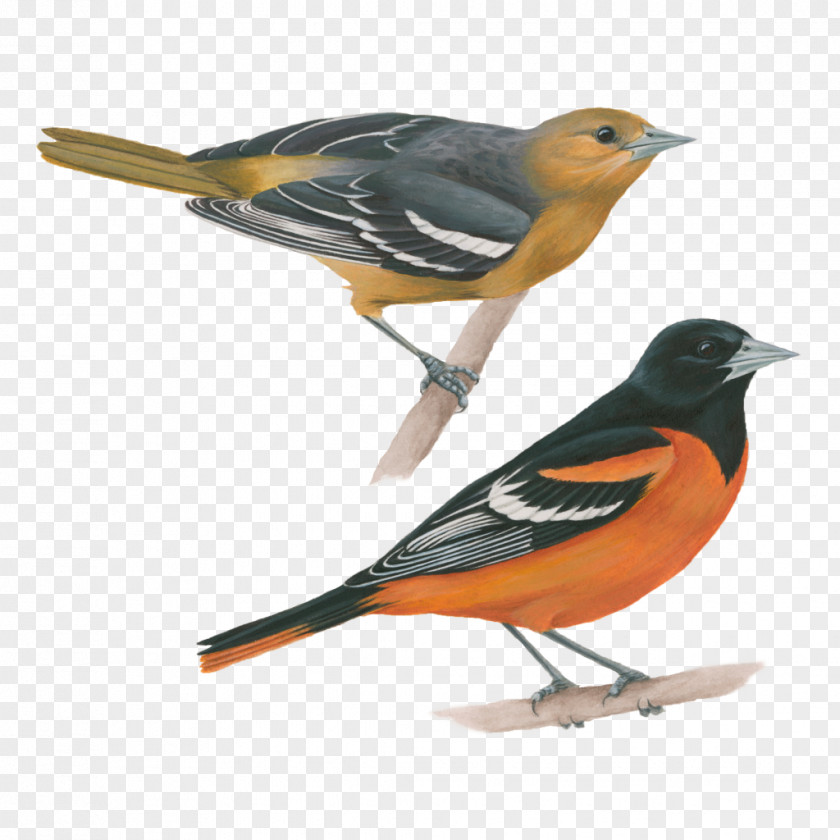 Bird Old World Oriole Baltimore Eurasian Golden Bullock's PNG