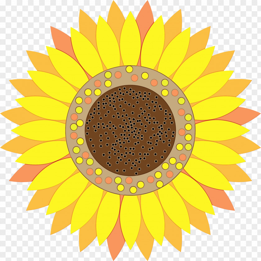 Daisy Family Sunflower Seed Drawing Of PNG