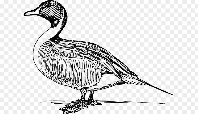 Duck Goose Clip Art Seabird Feather PNG