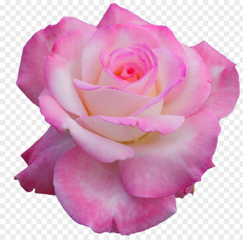 Peonies Nancy's Salon Flower Garden Roses Hybrid Tea Rose Petal PNG