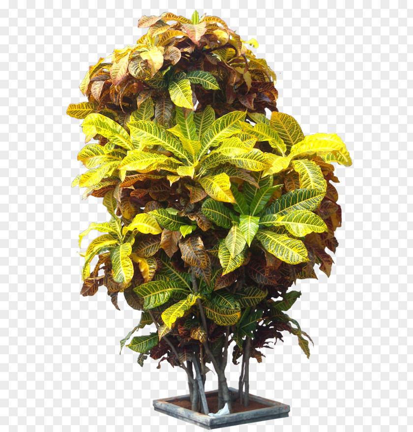 Tree Garden Croton Jackfruit Crotons Plant PNG