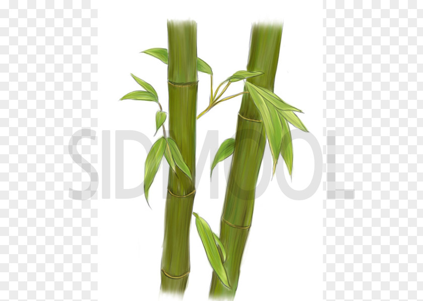 Tropical Woody Bamboos Bambusa Vulgaris Textilis Water Extract PNG
