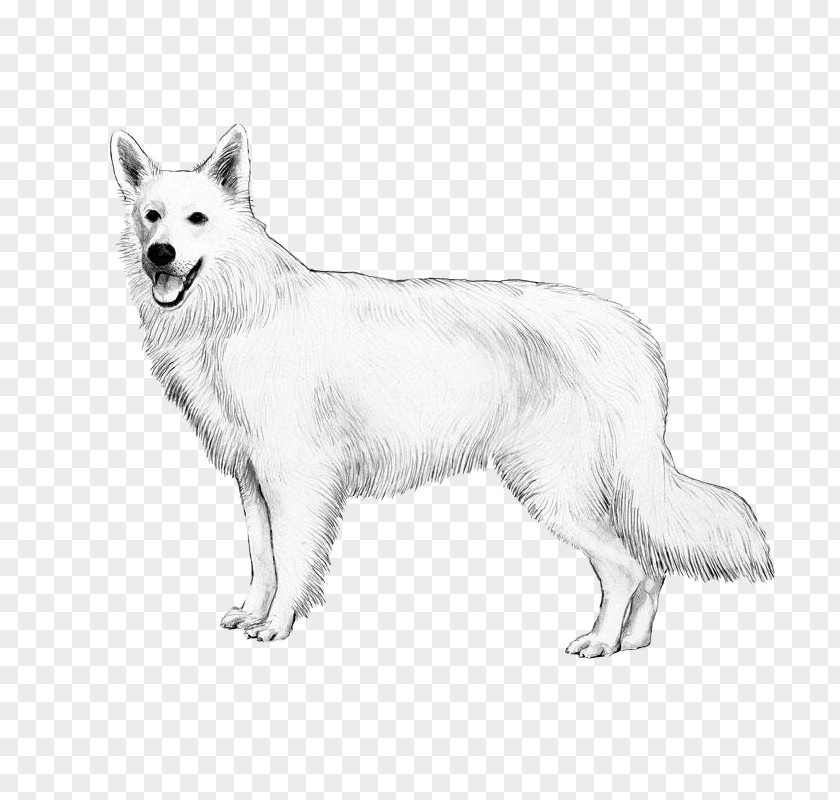 Chow Dog Berger Blanc Suisse White Shepherd Canadian Eskimo Breed American PNG