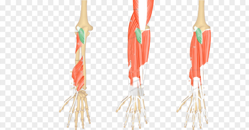 Circulatory System Anconeus Muscle Brachioradialis Extensor Carpi Ulnaris Posterior Compartment Of The Forearm PNG