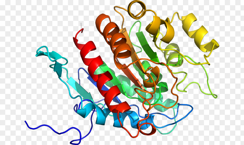 Deoxygenated Hemoglobin Molecule Clip Art Organism Line PNG