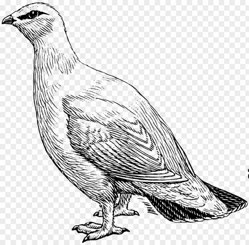 Pigeon Clipart Rock Ptarmigan Willow Drawing Clip Art PNG