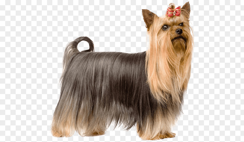 Puppy Yorkshire Terrier Australian Silky Norwich Little Lion Dog PNG