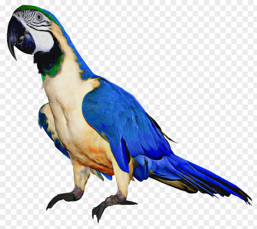 True Parrot Pet Bird PNG