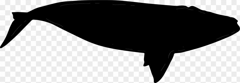 Beluga Whale Black Beak Silhouette PNG