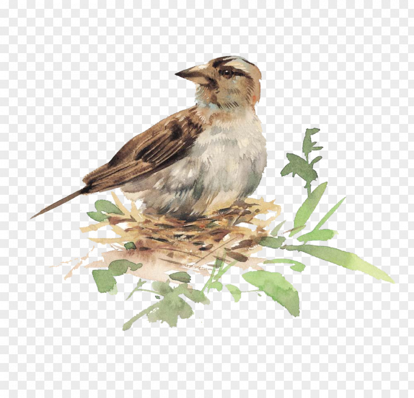 Birds In The Nest Bird Watercolor Painting Illustration PNG