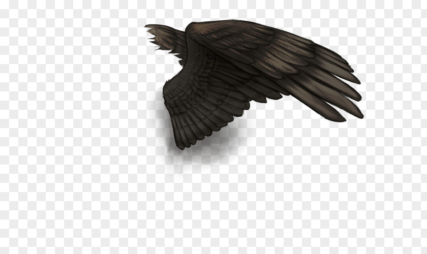 Black Wings Bird Buffalo Wing Feather Vulture PNG