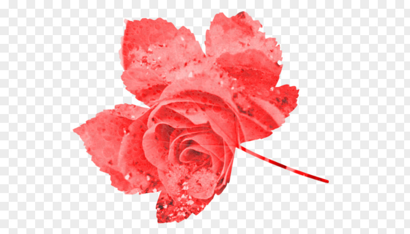 Fff Garden Roses Carnation Cut Flowers Petal PNG