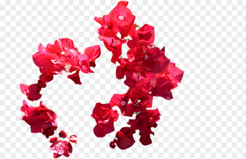 Lei Bougainvillea Pink Flowers Background PNG