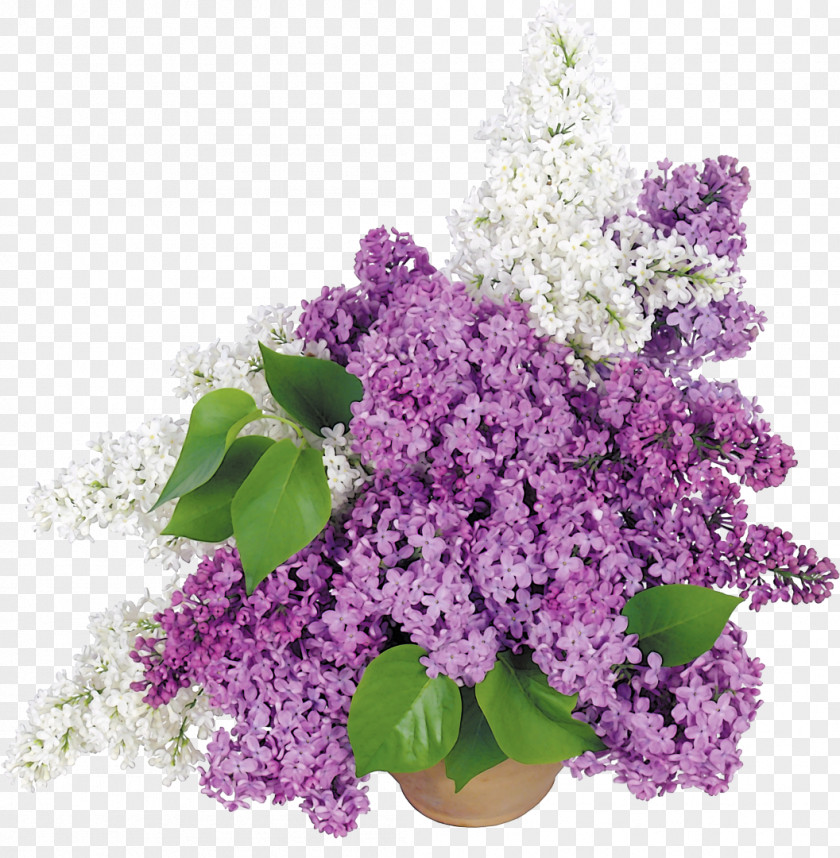 Lilac Flowerpot Common Cut Flowers PNG