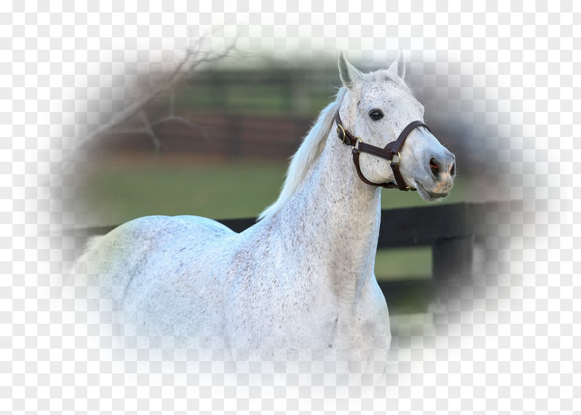 Mustang Stallion Arabian Horse Thoroughbred Friesian PNG