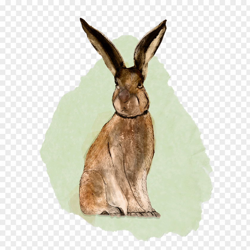 Rabbit Domestic Hare Macropodidae Wildlife PNG