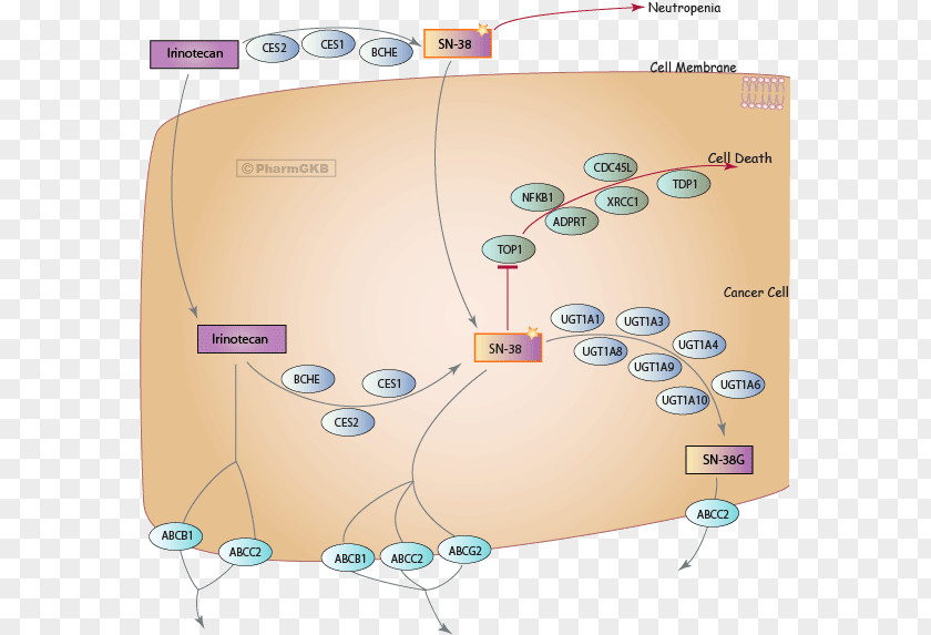 SN-38 Irinotecan Metabolic Pathway PharmGKB Topoisomerase PNG