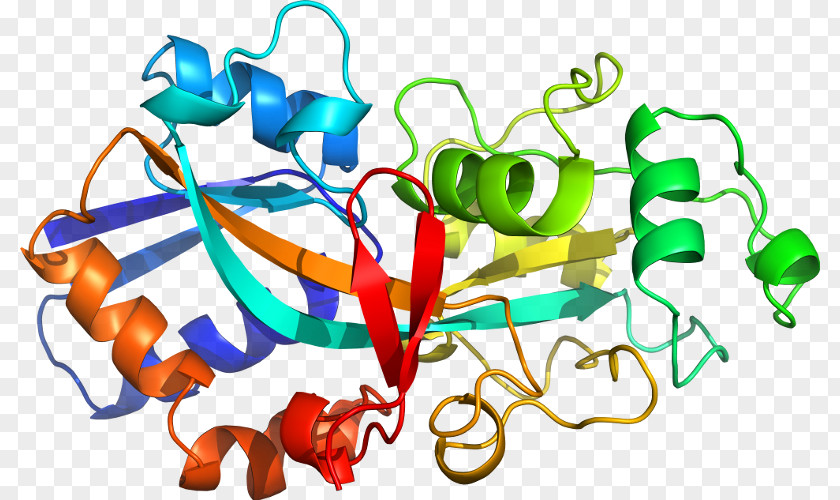 Streptococcus Pneumoniae Custom Peptide Synthesis Amino Acid Protein Plant Hormone PNG