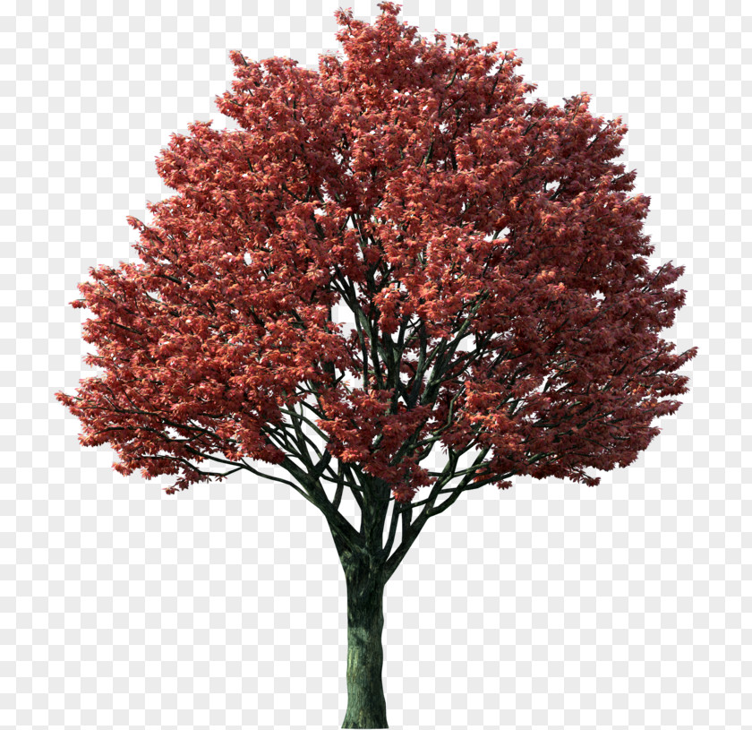 Trunk Plant Stem Red Maple Leaf PNG