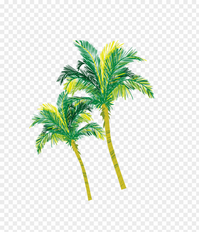 Yellow-green Coconut Tree Material Arecaceae PNG