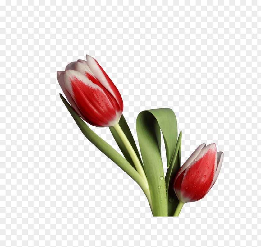 Flowers Flower Rose Tulip Wallpaper PNG