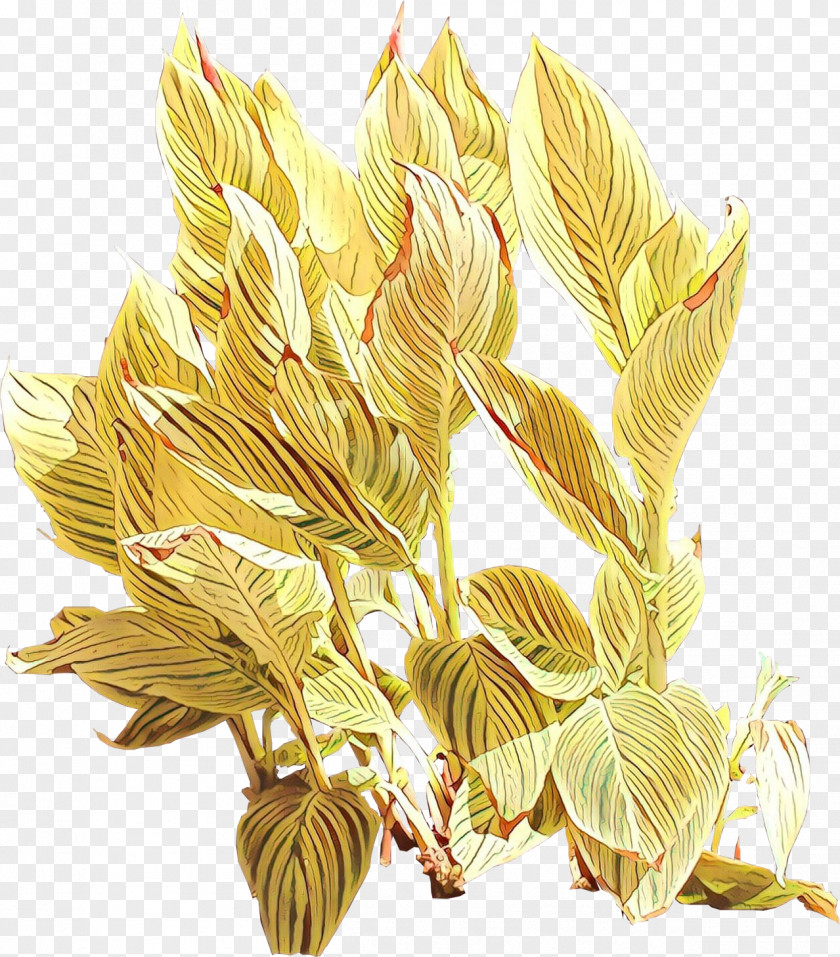 Grasses Commodity Flower PNG