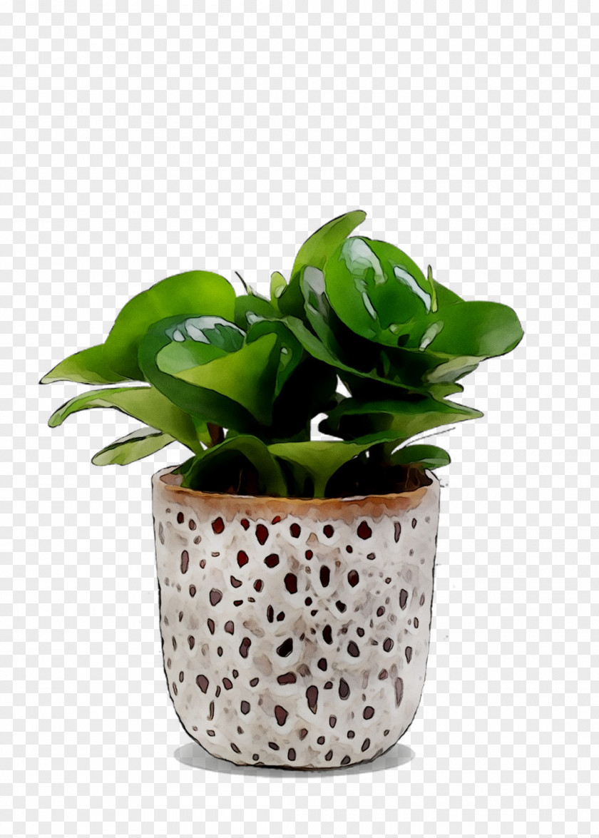 Houseplant Flowerpot PNG