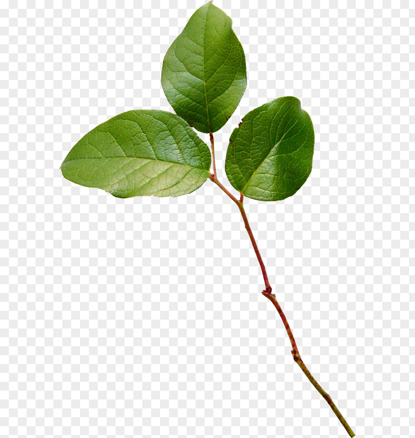 Leaf Twig Plant Stem PNG