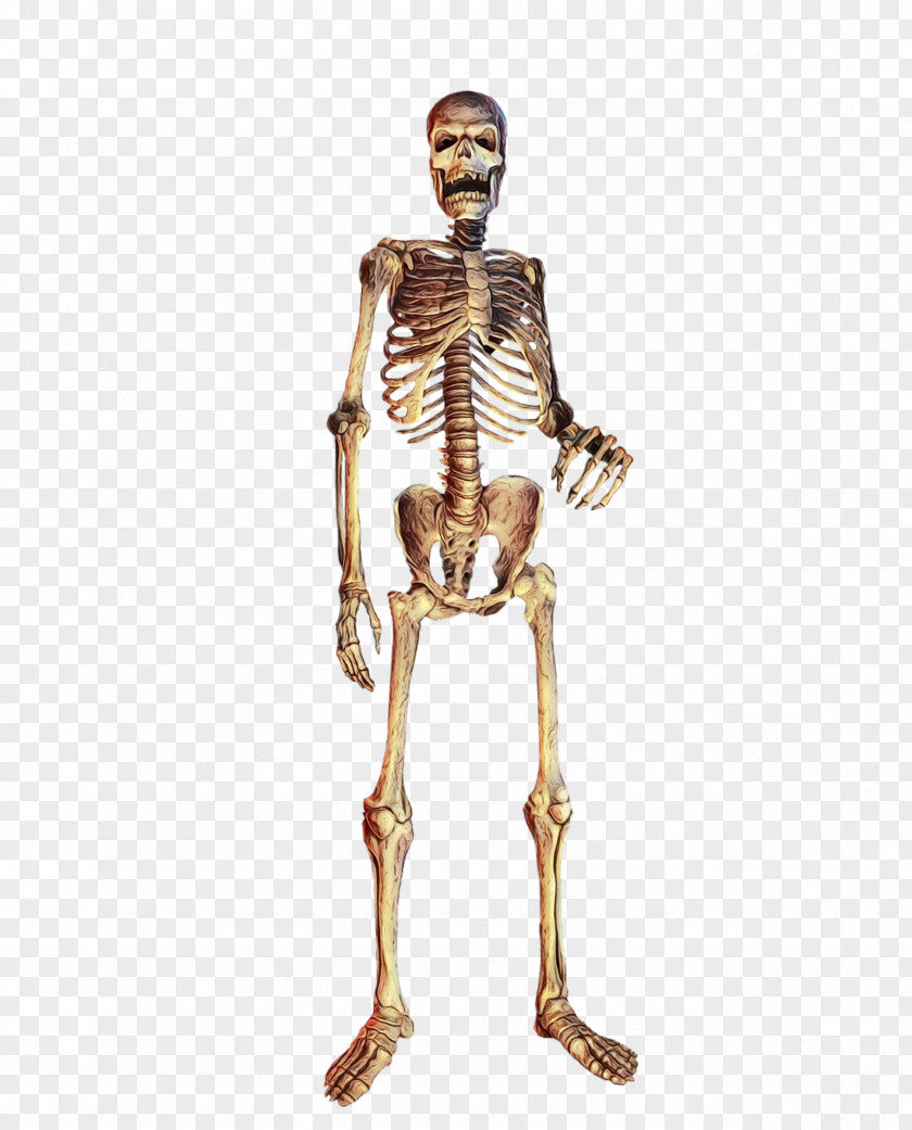 Muscle Neck Skeleton Human Anatomy Standing Joint PNG