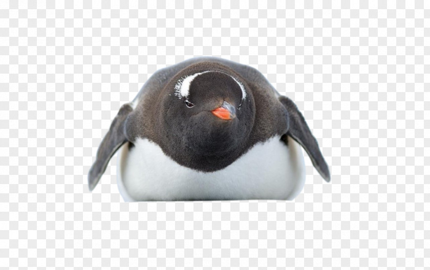 Penguin Adélie Antarctica Bird PNG