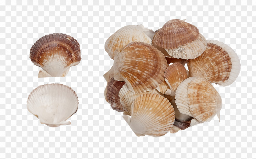 Seashell Clam Conchology Molluscs Oyster PNG